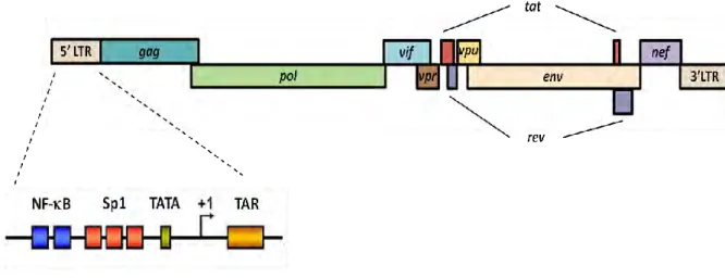Figure 13 Organisation du provirus et du promoteur 5’ LTR.  