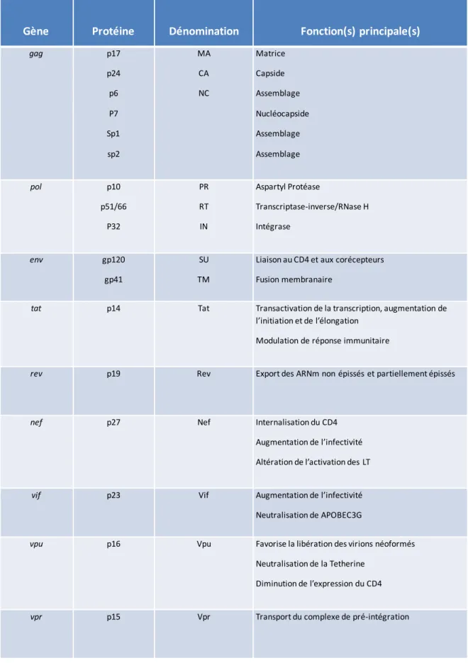 Tableau 1  Les différentes protéines du VIH-1 et leurs fonctions principales. 