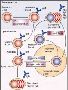 Figure 1: Développement des lymphocytes B. 