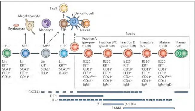 Figure 2: Différents stades cellulaires du développement des lymphocytes B. 