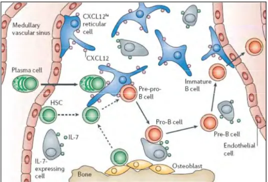 Figure 3: Développement des cellules B dans la moelle osseuse. 