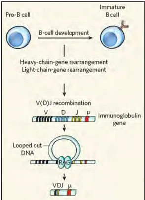 Figure 4: Recombinaison V(D)J dans les cellules précurseurs B. 