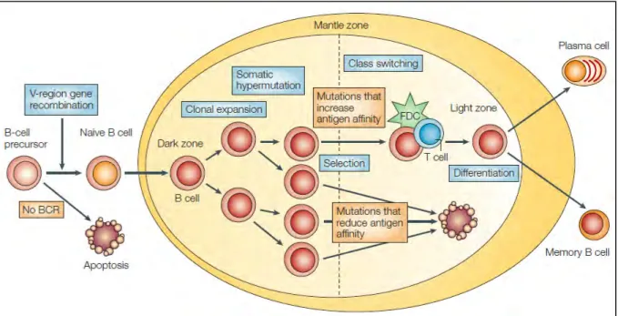 Figure 8: Ontogénie des cellules B.  