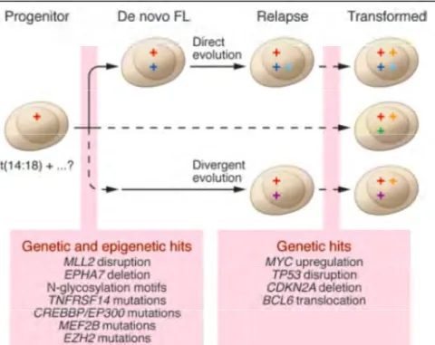 Figure 12: Modèle impliquant les altérations génétiques dans la transformation du LF   Liste non exhaustive des différentes altérations génétiques impliquées dans la trasformation du LF  (51)