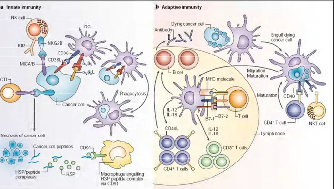 Figure 15: Reconnaissance de la tumeur par les cellules du système immunitaire. 