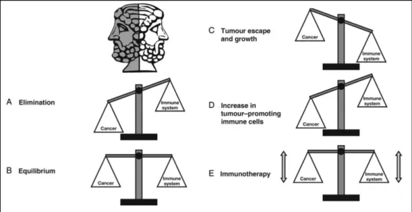 Figure 16: Balance entre le système immunitaire et la tumeur. 