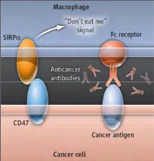 Figure 17: Inhibition de la phagocytose via l’expression de CD47 par les cellules 