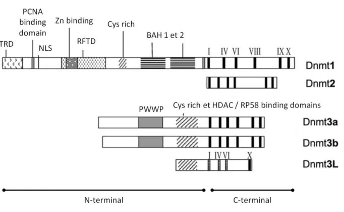 Figure 5 : Conservation des domaines protéiques des différentes DNMTs.  