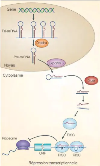 Figure 9 : Biogenèse des microARNs (adapté de Olena et al.) [144].