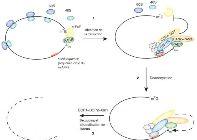 Figure 10 : Modèle de répression traductionnelle par les microARNs (adapté de Fabian et al