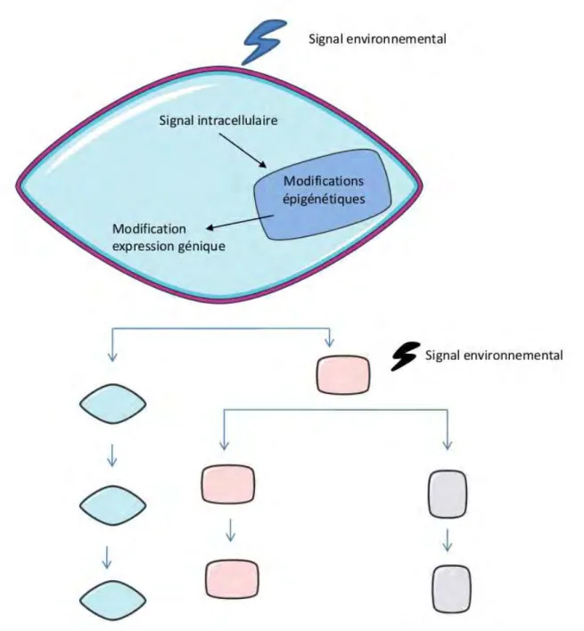 Figure 1 : Les mécanismes épigénétiques : de l’environnement à la différenciation cellulaire