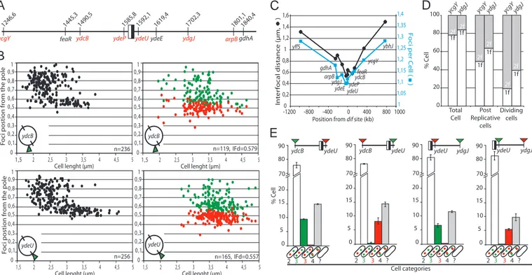 Fig. 3. ter segregation is sequential and ends at dif. (A) Map of the loci used, with coordinates indicated