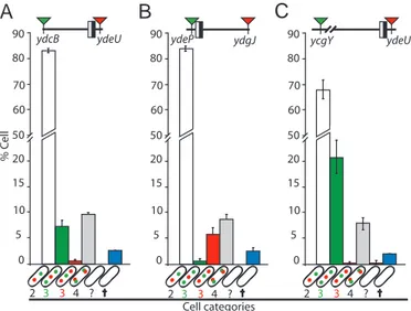 Fig. 4. Segregation of ter in recA − strains. (A–C) Tagged loci are indicated in