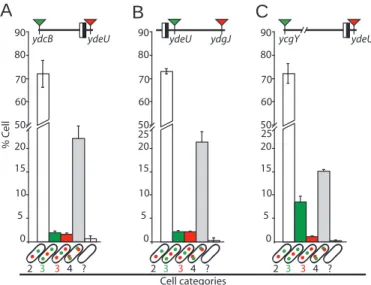 Fig. 6. Segregation of ter in matP − strains. (A–C) Tagged loci are indicated