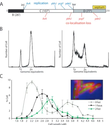 Fig. S1. Cell cycle of strain LN2666. (A–C) Cell-cycle periods were calculated from the doubling time of strain LN2666 (Table S1) grown in M9-alanine medium (DT, 210 min) (A), the ﬂow cytometry patterns shown in B, and the number of SSB-Ypet foci in indivi