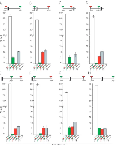 Fig. S5. Order of segregation of ter loci in wild-type strains. (A–H) Tagged loci are indicated with their position relative to dif (the black and white box)