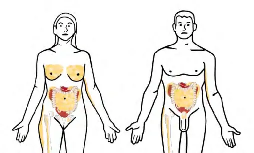 Figure  4.  Distribution  of  adipose  tissue  in  human  body.  White  adipose  tissue,  mainly  composed  of 