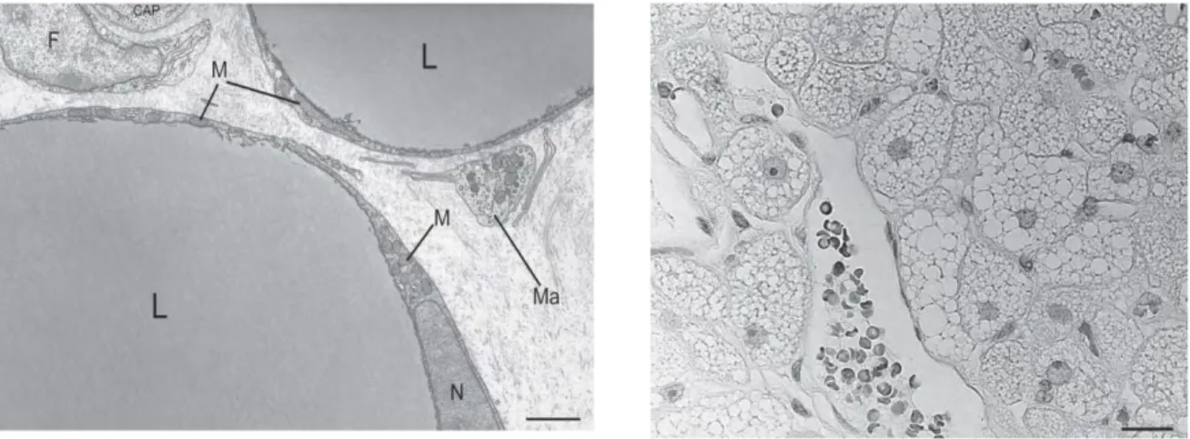 Figure  6.  Left,  Electron  microscopy  of  murine  white  adipose  tissue.  The  small  and  elongated 