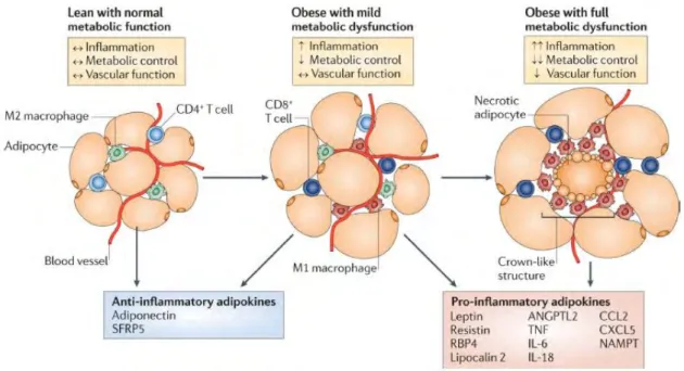 Figure  11.  Phenotypic  modulation  of  adipose  tissue.  Adipose  tissue  can  be  described  by  at  least  three 