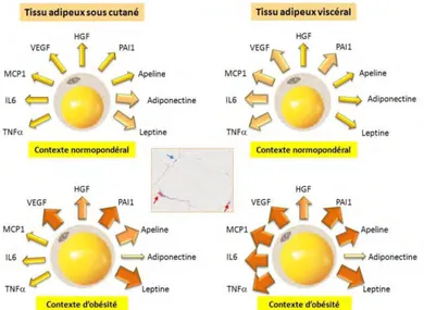 Figure  12.  The  secretion  of  adipocytes  depend  on  the  origin  of  adipose  tissue  and  weight  status