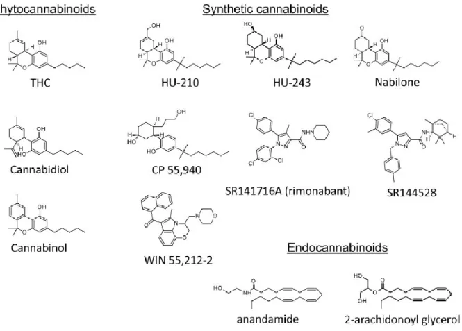 Figure 2. Structure chimique des principaux dérivés phytocannabinoïdes, synthétiques et  endocannabinoïdes (Maldonado 2011) 
