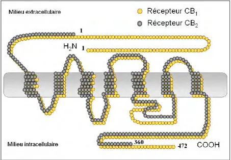 Figure 4. Structure moléculaire des récepteurs cannabinoïdes de type 1 et de type 2 (Maldonado  2008)