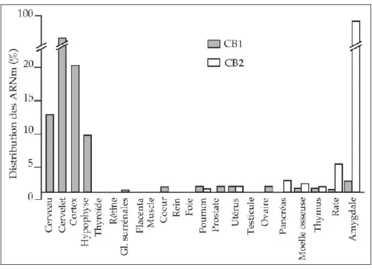 Figure 5. Distribution des récepteurs cannabinoïdes (INSERM (dir.) 2001) 