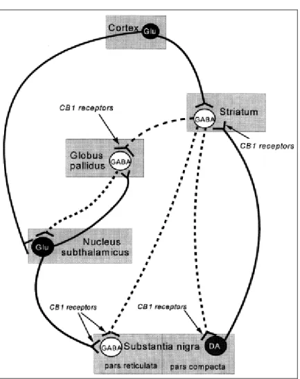 Figure 6. Neurotransmissions GABAergique, glutamatergique et dopaminergique modulées par  les dérivés endocannabinoïdes dans le ganglion basal (Ameri 1999)