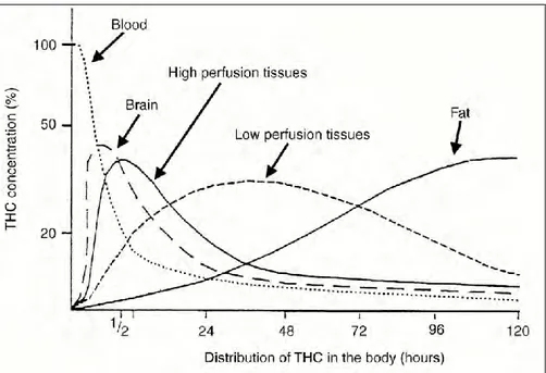 Figure  8.  Distribution  du  THC  en  fonction  du  temps  dans  différents  compartiments de  l’organisme après une administration unique (Ashton 2001)