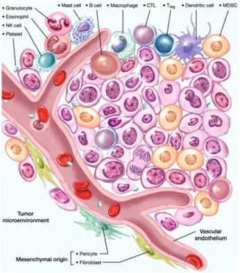 Figure  5 :  Illustration  du  microenvironnement  tumoral.  Adapté  de  http://cancerres.aacrjournals.org/ ,  Journal  of  Cancer Research review
