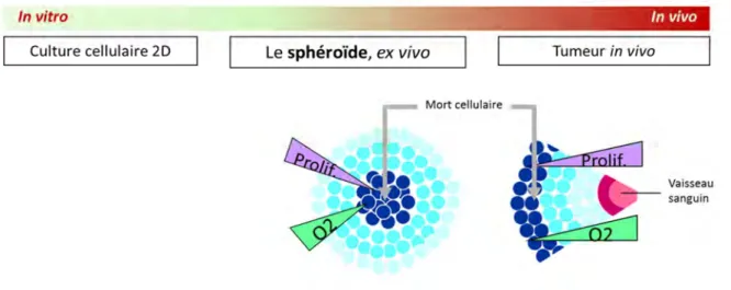 Figure  14 :  le  modèle  sphéroïde  comme  modèle  d’étude  ex  vivo  intermédiaire  entre  l’in  vitro  et  l’in  vivo