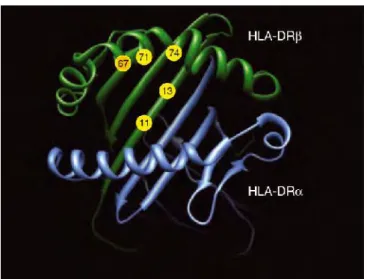 Figure 1 : Modélisation de la molécule HLA-DR et de la position des acides aminés impliqués dans la susceptibilité de la PR ACPA+