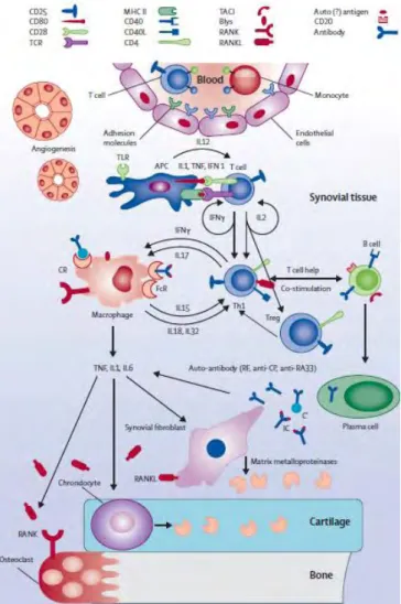 Figure 3 : physiopathologie de la PR, d’après Smolen Lancet 2007 (91).