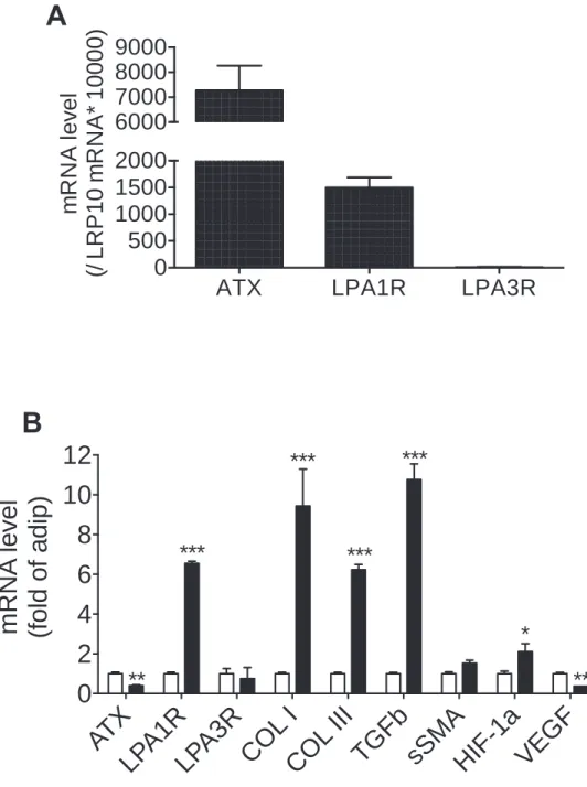 Figure  S2.  Gene  expression  was  analyzed  in  whole  human  adipose  tissue  (A) 