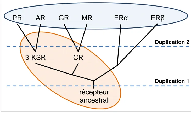 Figure  1 :  Représentation  schématique  de  l’arbre  phylogénétique  des  récepteurs  aux  hormones stéroïdiennes (Adapté de Thornton JW