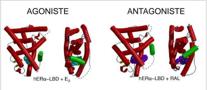 Figure  6 :  Représentation  schématique  de  la  conformation  du  LBD  de  ER α   en 