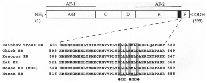 Figure 7 : Alignement de séquence du LBD et de ER α AF-2, région très conservée entre 