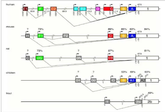 Figure  9 :  Comparaison  des  régions  promotrices  du  gène  esr1  chez  l’Homme,  la  souris, le rat, le poulet et la truite