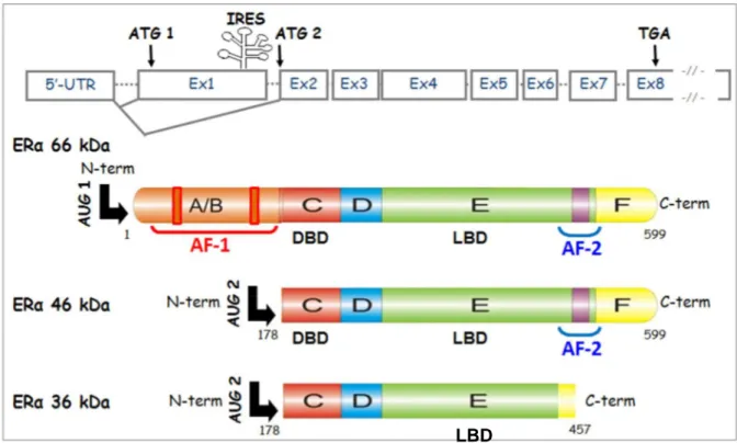 Figure 10 : Isoformes ER α  66 kDa, ER α  46 kDa et ER α  36 kDa générées par épissage 