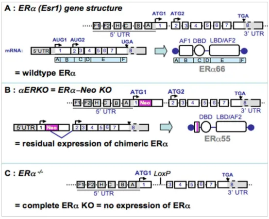 Figure 16 : Représentation schématique de la structure génique murine du ER α  et les 