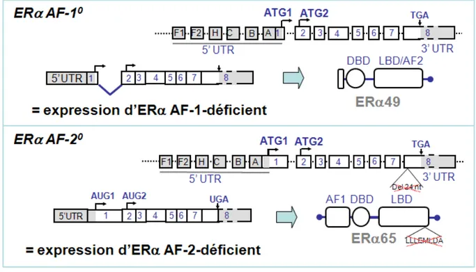 Figure 17 : Représentation schématique de la stratégie d’inactivation génique de  l’ER α AF-1 ou l’ER α AF-2 murin
