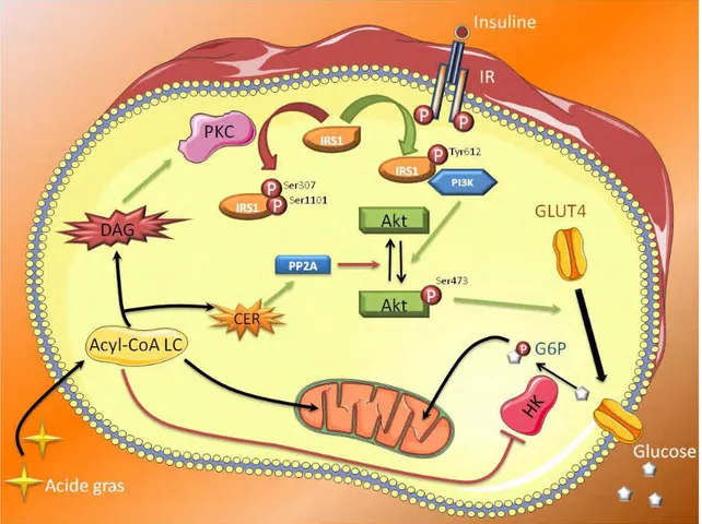 Figure 3. Lipides intermédiaires et insulino-résistance musculaire 