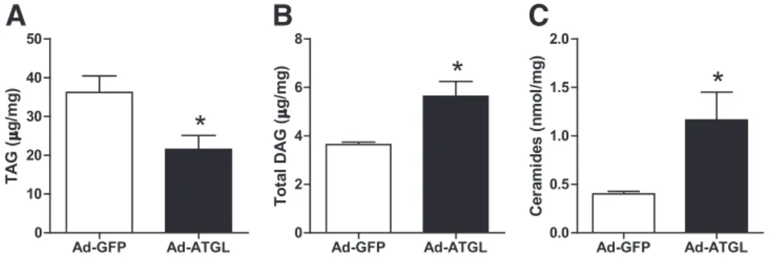 FIG. 3. Elevated ATGL expression promotes DAG and ceramide accumulation. Determination of ( A) TAG, (B) DAG, and (C) ceramide content in
