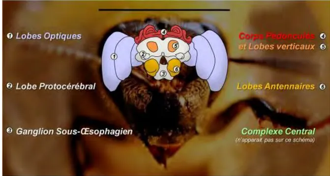 Figure 3. Schéma du cerveau d’abeille, où figurent les principales structures cérébrales