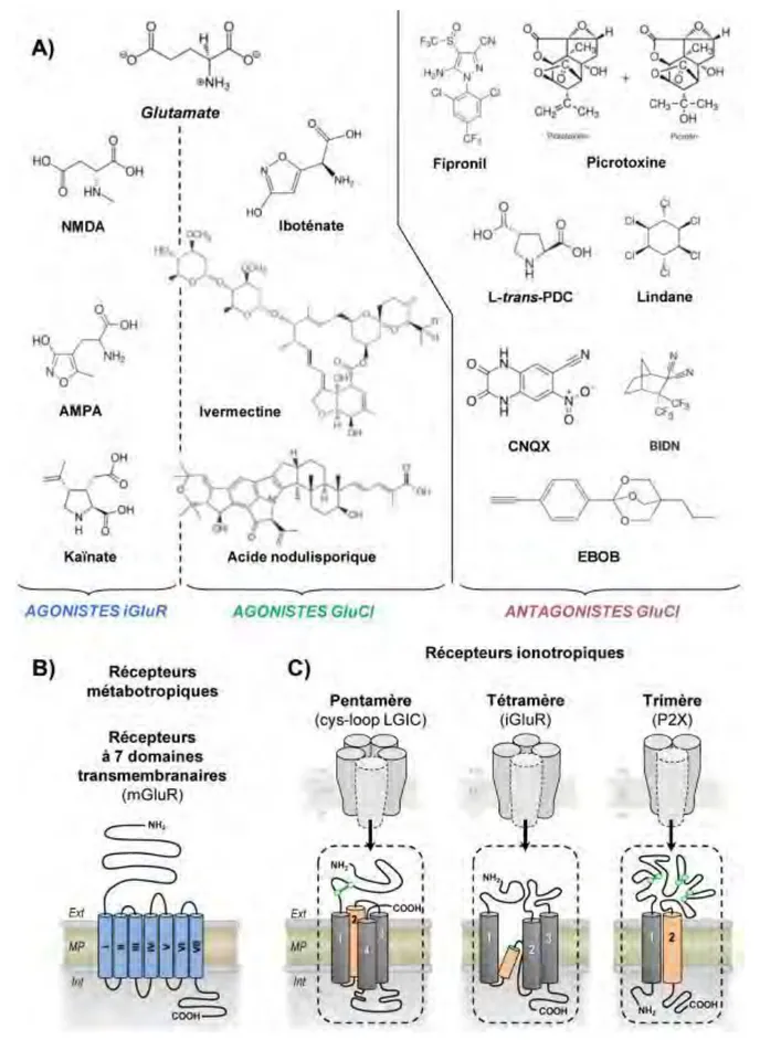 Figure  6.  Ligands  &amp;  Récepteurs.  (A)  Structure  du  glutamate  et  de  différents  agonistes  des 