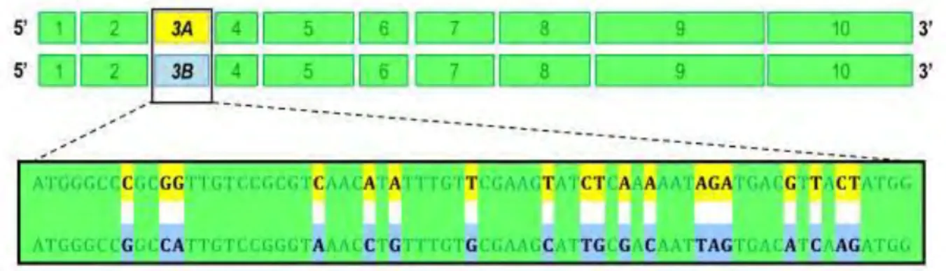 Figure  12.  Représentation  schématique  des  ARNm  Amel_GluCl  A  &amp;  B.  Les  deux  séquences 