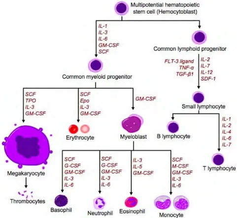 Figure  1.  Overview  of  normal  hematopoiesis.  Normal hematopoiesis  is the hierarchical process of blood 