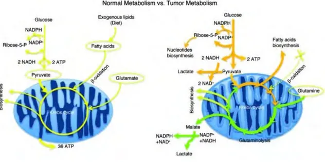 Figure  5.  Comparison  of  metabolism  in  normal  versus  tumoral  cells.  In  tumor  cells,  glucose  supports 