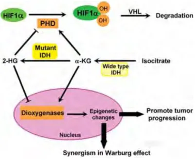 Figure  7.  Function  of  IDH  mutations  in  cancer  cell  metabolism.  Mutant IDH can convert α-KG into 2-