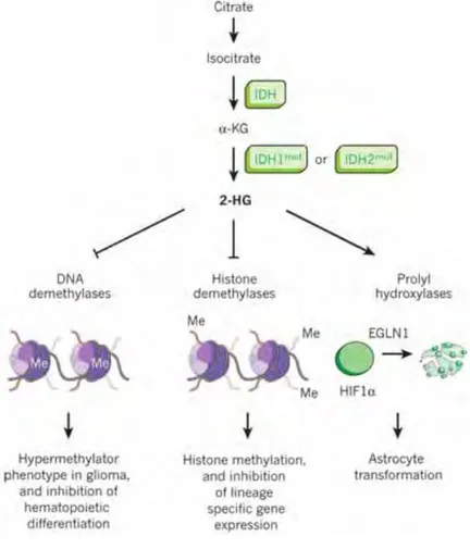Figure  8.  The  effect  of  IDH  mutations  on  methylation  profiles.  Increased  2-HG  as  a  result  of  IDH